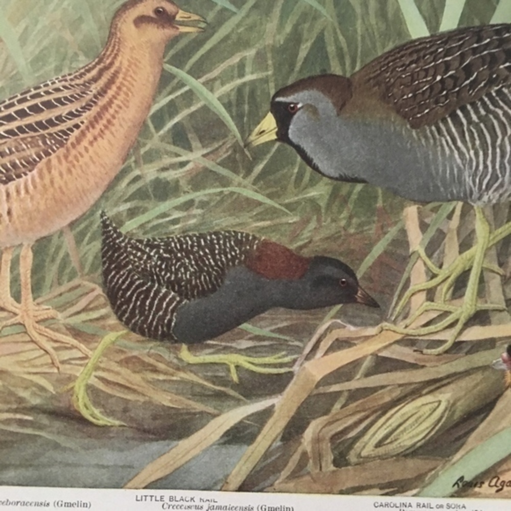 🖤 5 / $ 25 Antique Ornithological Bird Print Original - Picture 14 of 15